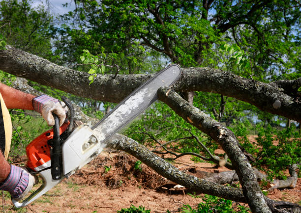 How Our Tree Care Process Works  in  Moody, TX